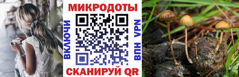 Галлюциногенные грибы Psilocybe Зуевка